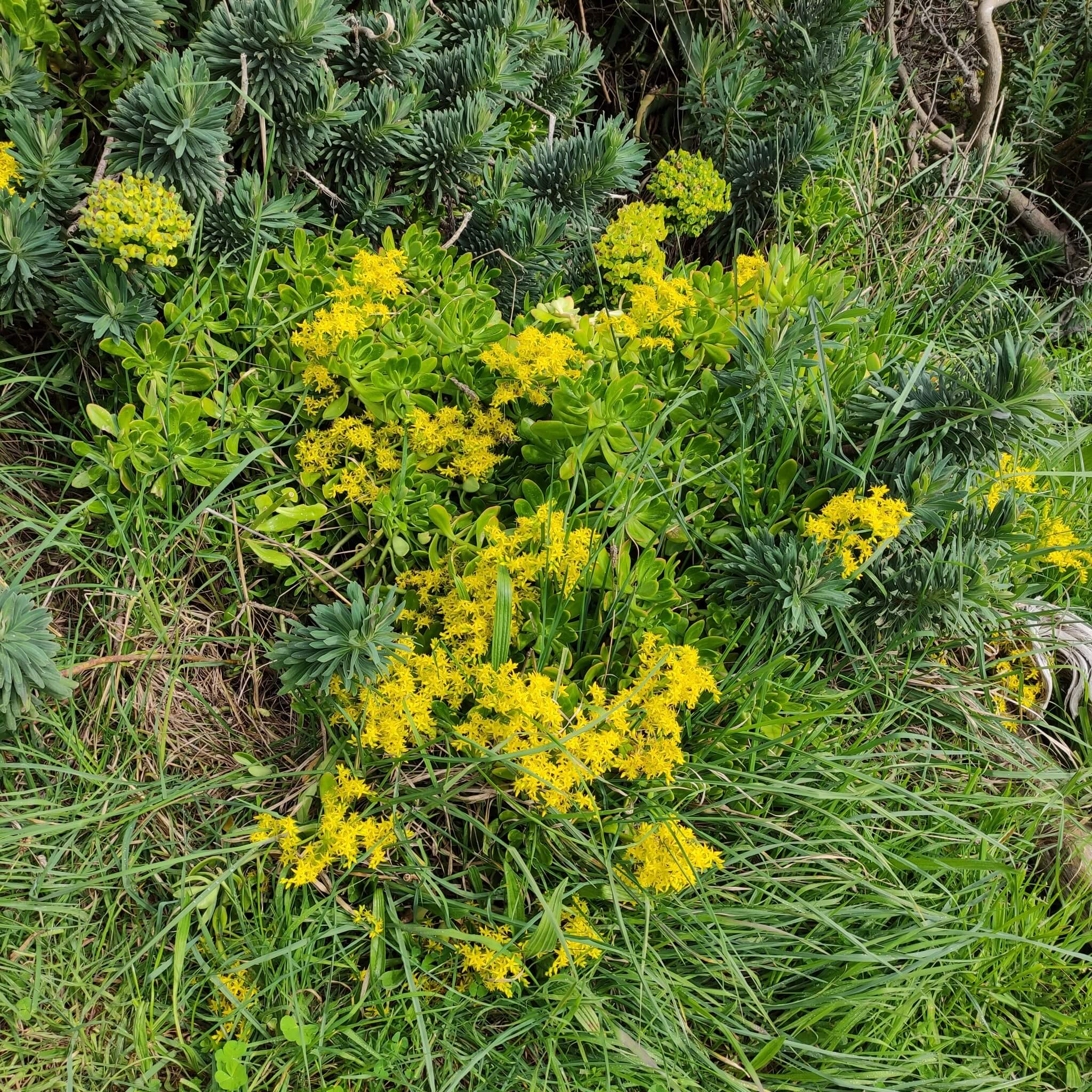 Sedum praealtum